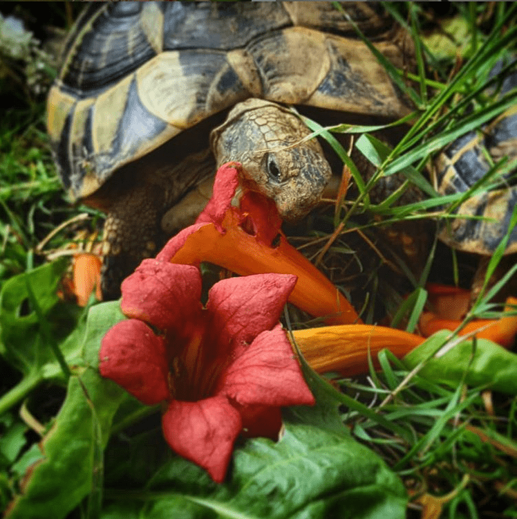 Tortue d'Hermann qui mange