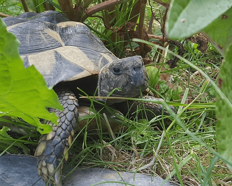 Tortue d'Hermann