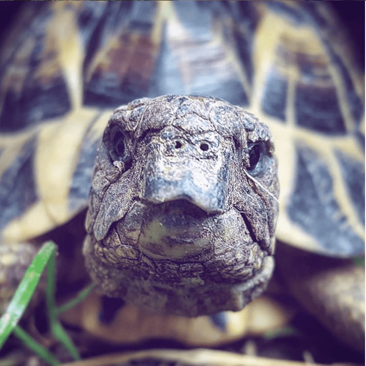 Tortue d'Hermann