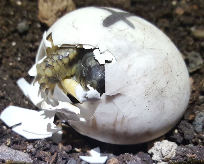 Bébé Tortue d'Hermann