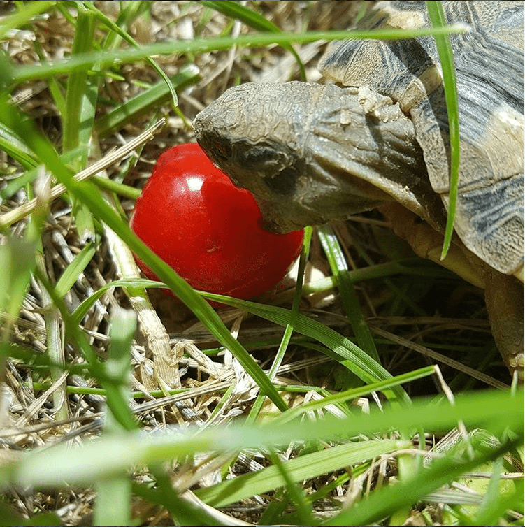 Tortue d'Hermann qui mange