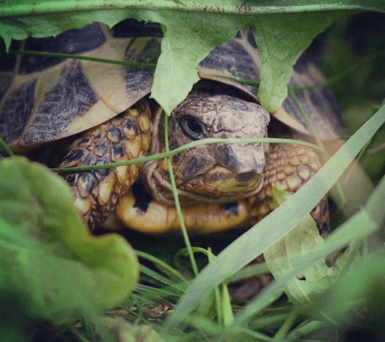 Tortue d'Hermann